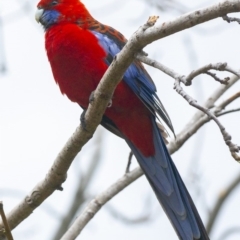 Platycercus elegans at Bald Hills, NSW - 4 Nov 2019