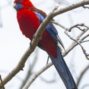 Platycercus elegans at Bald Hills, NSW - 4 Nov 2019