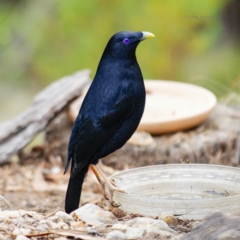 Ptilonorhynchus violaceus (Satin Bowerbird) at Bald Hills, NSW - 9 Nov 2019 by JulesPhotographer