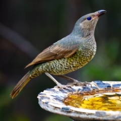 Ptilonorhynchus violaceus at Bald Hills, NSW - 10 Nov 2019 05:47 AM