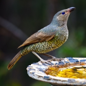 Ptilonorhynchus violaceus at Bald Hills, NSW - 10 Nov 2019 05:47 AM