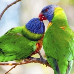 Trichoglossus moluccanus (Rainbow Lorikeet) at Bald Hills, NSW - 14 Nov 2019 by JulesPhotographer