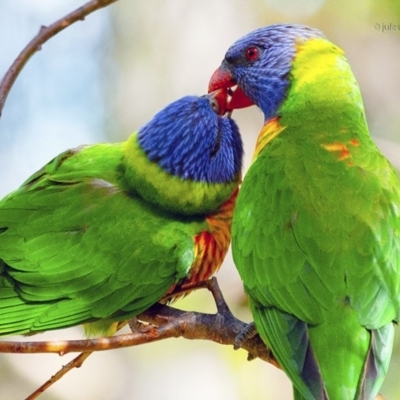 Trichoglossus moluccanus (Rainbow Lorikeet) at Bald Hills, NSW - 13 Nov 2019 by JulesPhotographer