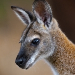 Notamacropus rufogriseus (Red-necked Wallaby) at Bald Hills, NSW - 16 Nov 2019 by JulesPhotographer