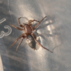 Anzacia sp. (genus) at Quaama, NSW - 22 Nov 2019 07:54 PM