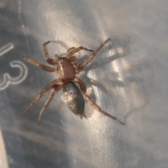 Anzacia sp. (Ground spider) at Quaama, NSW - 22 Nov 2019 by FionaG