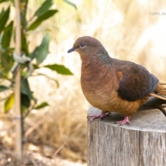 Macropygia phasianella (Brown Cuckoo-dove) at Bald Hills, NSW - 17 Nov 2019 by JulesPhotographer