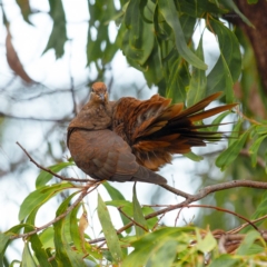 Macropygia phasianella at Bald Hills, NSW - 17 Nov 2019 07:31 AM