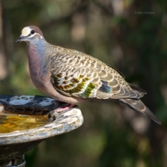 Phaps chalcoptera (Common Bronzewing) at Bald Hills, NSW - 17 Nov 2019 by JulesPhotographer