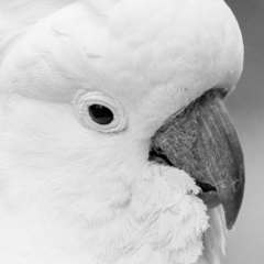 Cacatua galerita (Sulphur-crested Cockatoo) at Bald Hills, NSW - 3 Nov 2019 by JulesPhotographer