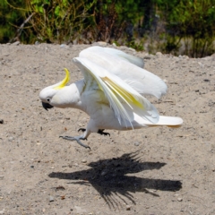 Cacatua galerita at Bald Hills, NSW - 4 Nov 2019 08:01 AM