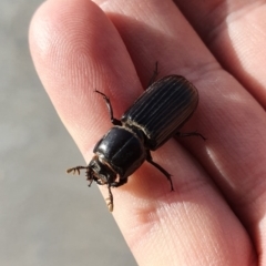 Aulacocyclus edentulus (Passalid beetle) at Denman Prospect, ACT - 23 Nov 2019 by AaronClausen