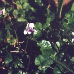 Viola hederacea (Ivy-leaved Violet) at Pollinator-friendly garden Conder - 30 Oct 2018 by michaelb