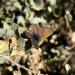 Theclinesthes serpentata (Saltbush Blue) at Googong, NSW - 23 Nov 2019 by Wandiyali