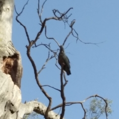 Callocephalon fimbriatum (Gang-gang Cockatoo) at Red Hill, ACT - 23 Nov 2019 by HelenJ