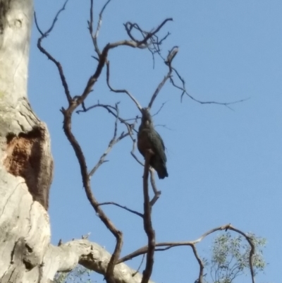 Callocephalon fimbriatum (Gang-gang Cockatoo) at Red Hill, ACT - 23 Nov 2019 by HelenJ