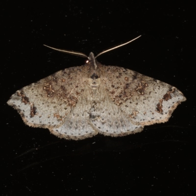 Lithilaria ossicolor (Bone Moth) at Rosedale, NSW - 16 Nov 2019 by jb2602