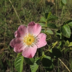 Rosa rubiginosa (Sweet Briar, Eglantine) at Tennent, ACT - 11 Nov 2019 by MichaelBedingfield