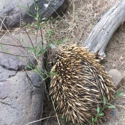 Tachyglossus aculeatus (Short-beaked Echidna) at Uriarra Recreation Reserve - 22 Nov 2019 by JaneR