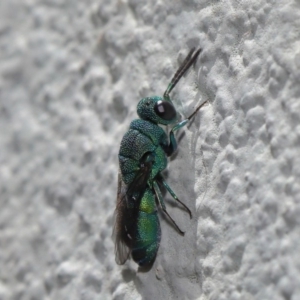 Primeuchroeus sp. (genus) at ANBG - 17 Nov 2019 12:49 PM