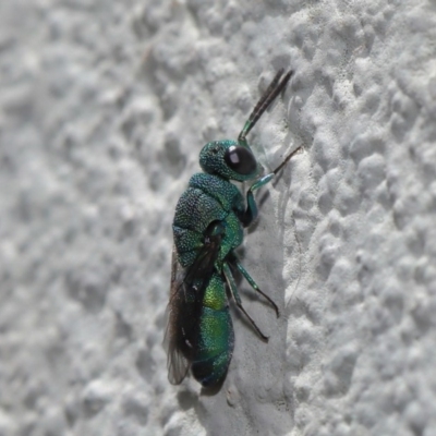 Primeuchroeus sp. (genus) (Cuckoo Wasp) at Hackett, ACT - 17 Nov 2019 by TimL