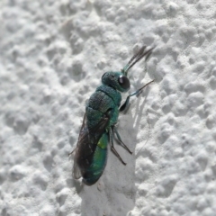 Primeuchroeus sp. (genus) at ANBG - 17 Nov 2019 12:49 PM