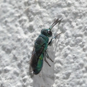 Primeuchroeus sp. (genus) at ANBG - 17 Nov 2019