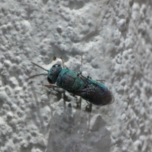 Primeuchroeus sp. (genus) at ANBG - 17 Nov 2019