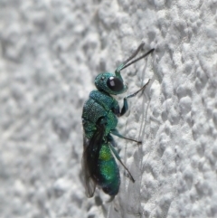 Primeuchroeus sp. (genus) at ANBG - 17 Nov 2019 12:49 PM