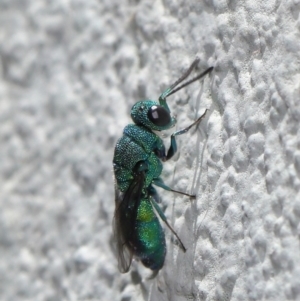 Primeuchroeus sp. (genus) at ANBG - 17 Nov 2019 12:49 PM