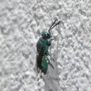 Primeuchroeus sp. (genus) at ANBG - 17 Nov 2019 12:49 PM