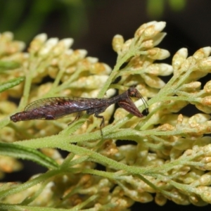 Mantispidae (family) at Hackett, ACT - 22 Nov 2019