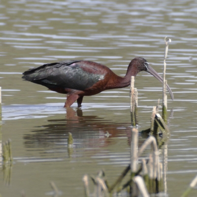 Plegadis falcinellus (Glossy Ibis) at Fyshwick, ACT - 22 Nov 2019 by Marthijn