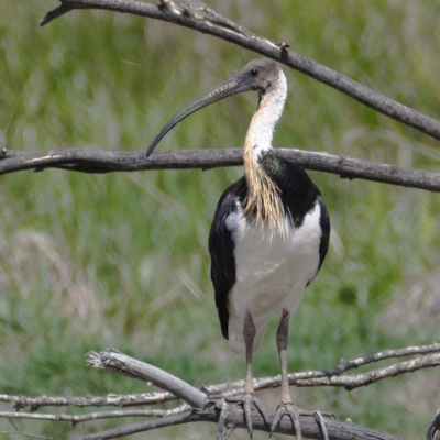 Threskiornis spinicollis (Straw-necked Ibis) at Jerrabomberra Wetlands - 22 Nov 2019 by Marthijn