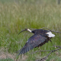 Threskiornis spinicollis at Fyshwick, ACT - 23 Nov 2019 10:54 AM