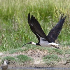 Threskiornis spinicollis at Fyshwick, ACT - 23 Nov 2019 10:54 AM