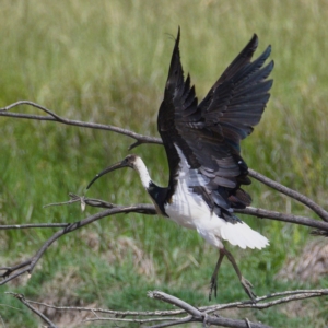 Threskiornis spinicollis at Fyshwick, ACT - 23 Nov 2019 10:54 AM