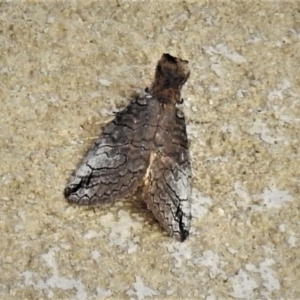 Prorocopis euxantha at Paddys River, ACT - 23 Nov 2019