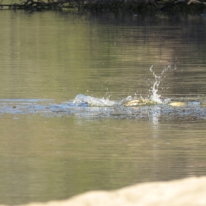 Cyprinus carpio at Tuggeranong DC, ACT - 21 Nov 2019 06:43 AM