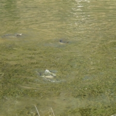 Cyprinus carpio at Tuggeranong DC, ACT - 21 Nov 2019 06:43 AM