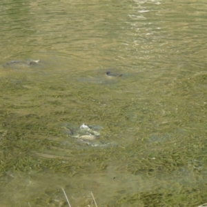 Cyprinus carpio at Tuggeranong DC, ACT - 21 Nov 2019 06:43 AM