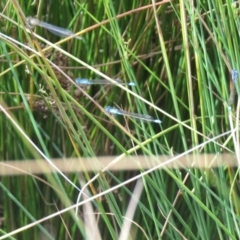 Ischnura heterosticta (Common Bluetail Damselfly) at Isabella Pond - 16 Nov 2019 by SandraH