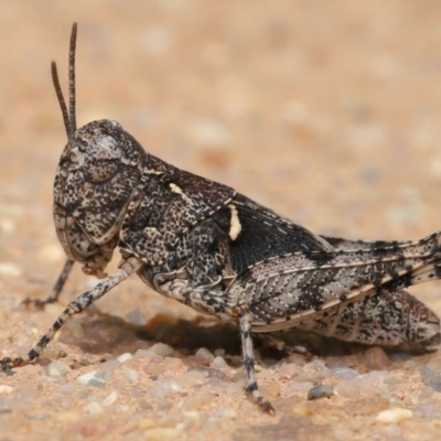 Oedaleus australis (Australian Oedaleus) at ANBG - 22 Nov 2019 by TimL