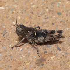 Oedaleus australis at Hackett, ACT - 22 Nov 2019 01:11 PM