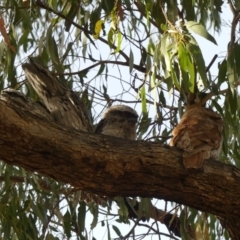 Podargus strigoides (Tawny Frogmouth) at Ainslie, ACT - 23 Nov 2019 by WalterEgo