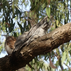 Podargus strigoides at Ainslie, ACT - 23 Nov 2019