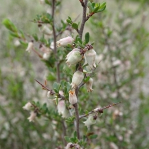 Cryptandra amara at Saint Marks Grassland - Barton ACT - 12 Oct 2019 02:17 PM