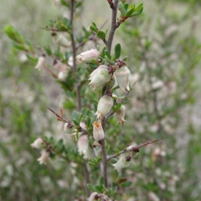 Cryptandra amara (Bitter Cryptandra) at Saint Mark's Grassland, Barton - 12 Oct 2019 by JanetRussell