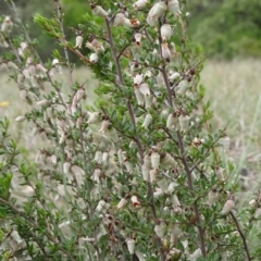 Cryptandra amara at Saint Marks Grassland - Barton ACT - 12 Oct 2019 02:17 PM