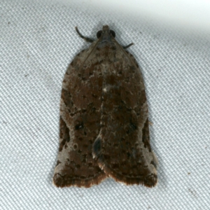 Meritastis ursina at Rosedale, NSW - 15 Nov 2019 10:21 PM